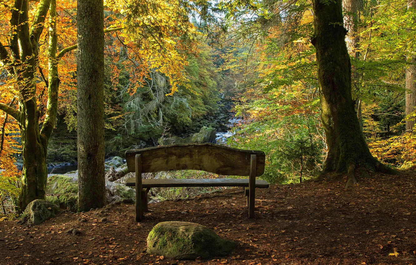 Photo wallpaper autumn, trees, bench, Park, stream, stones, moss, HDR