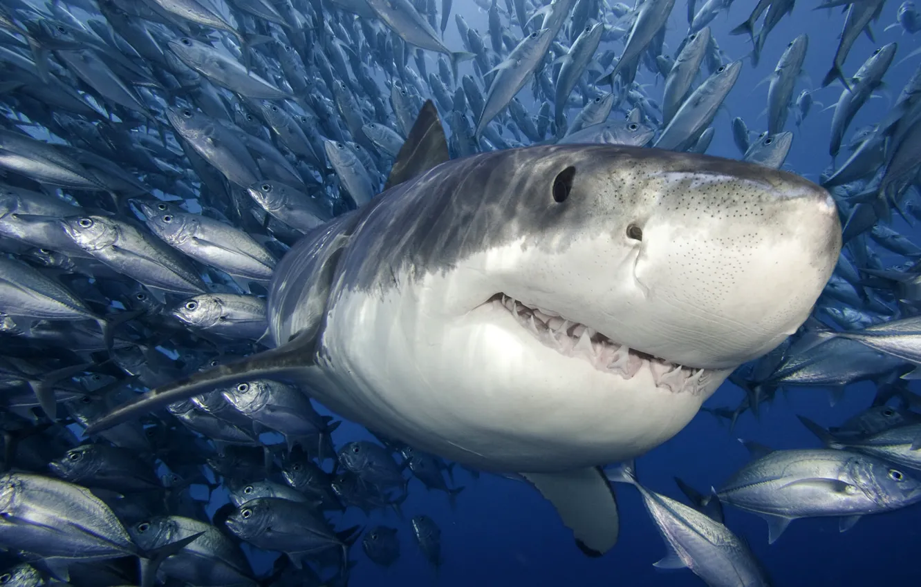Photo wallpaper sea, fish, white shark