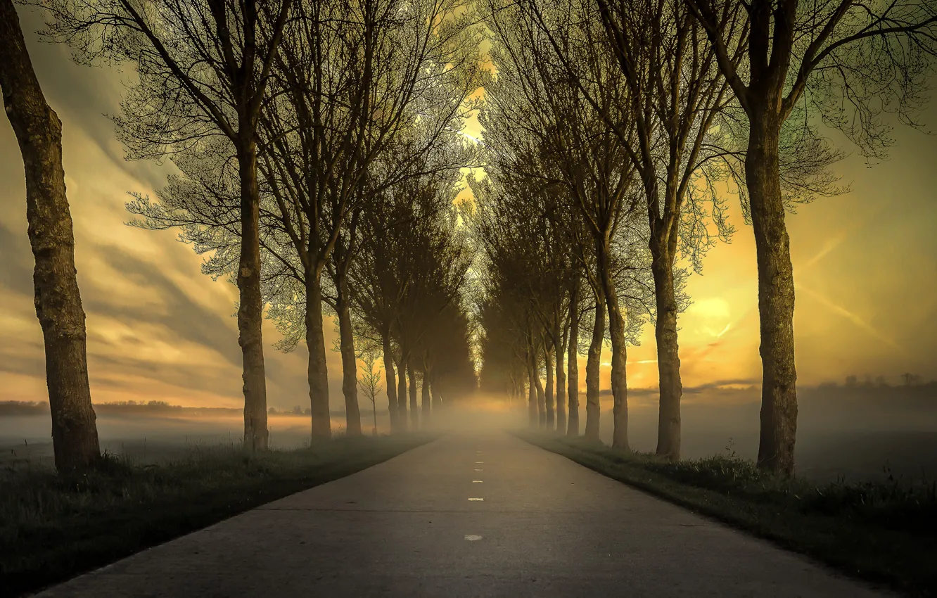 Photo wallpaper road, trees, nature, fog, morning, Netherlands, Bamster