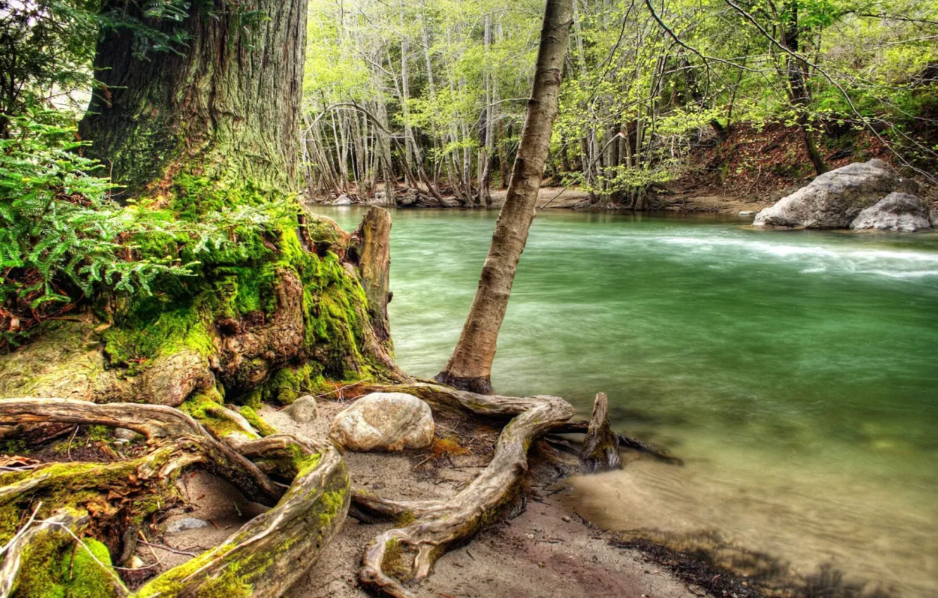 Wallpaper forest, tree, snag, river for mobile and desktop, section природа, resolution