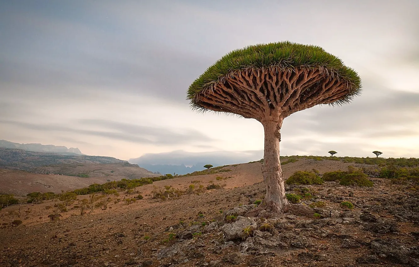 Photo wallpaper socotra island, Yemen, dragon tree