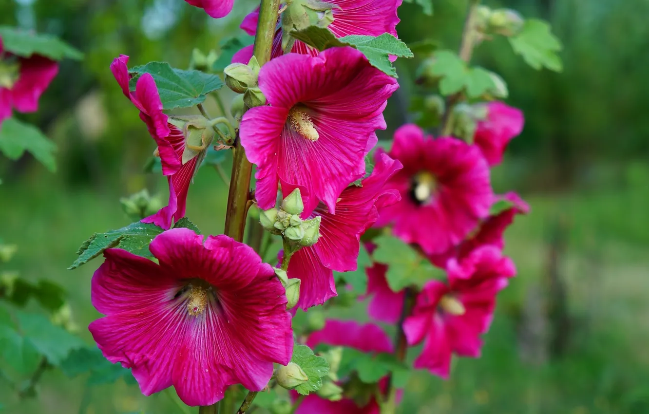 Photo wallpaper flower, garden, blooming, hollyhocks