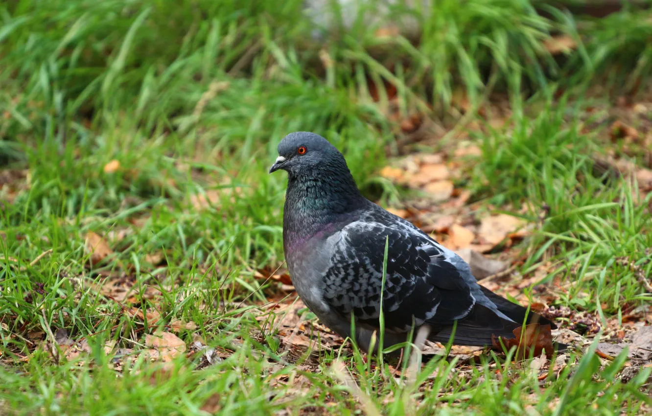 Photo wallpaper bird, pigeons, weed