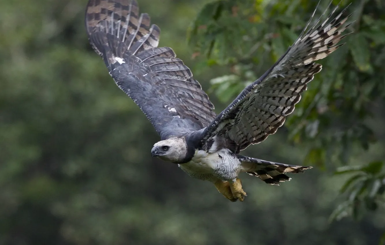 Photo wallpaper Eagle, bird, harpy, animal wildlife