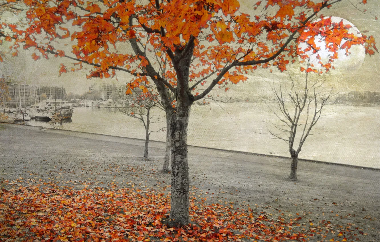 Photo wallpaper autumn, leaves, trees, the city, collage, home, The moon, promenade