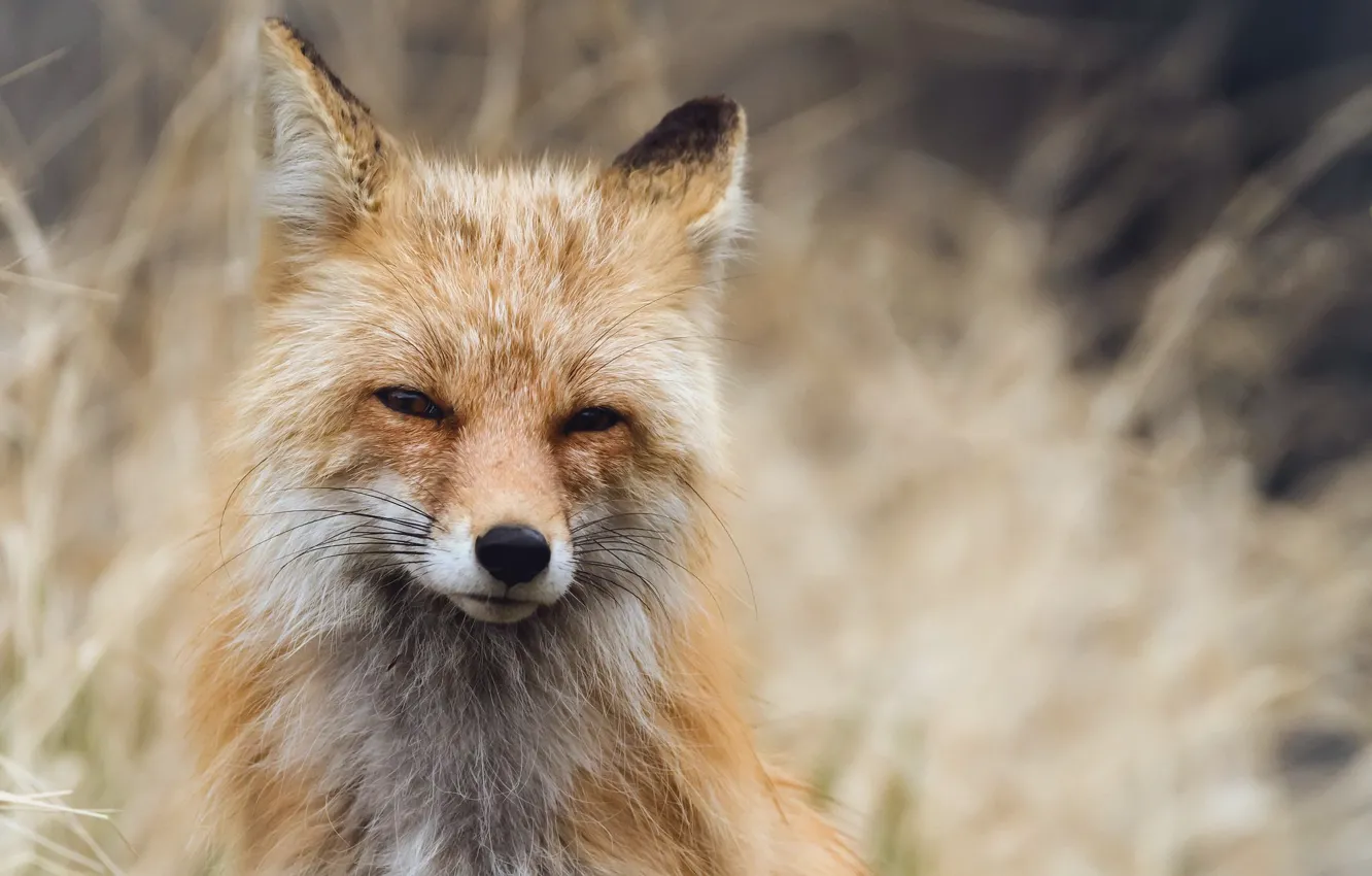 Photo wallpaper nature, Fox, beast