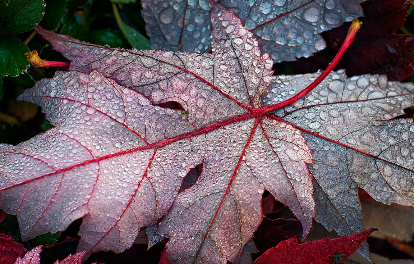 Photo wallpaper leaves, drops, Rosa, fallen, maple, autumn