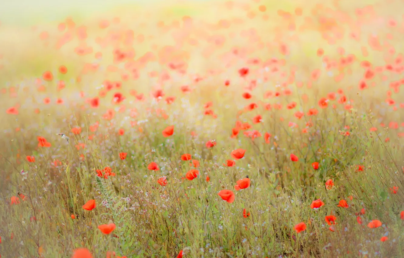 Photo wallpaper field, landscape, nature, Maki
