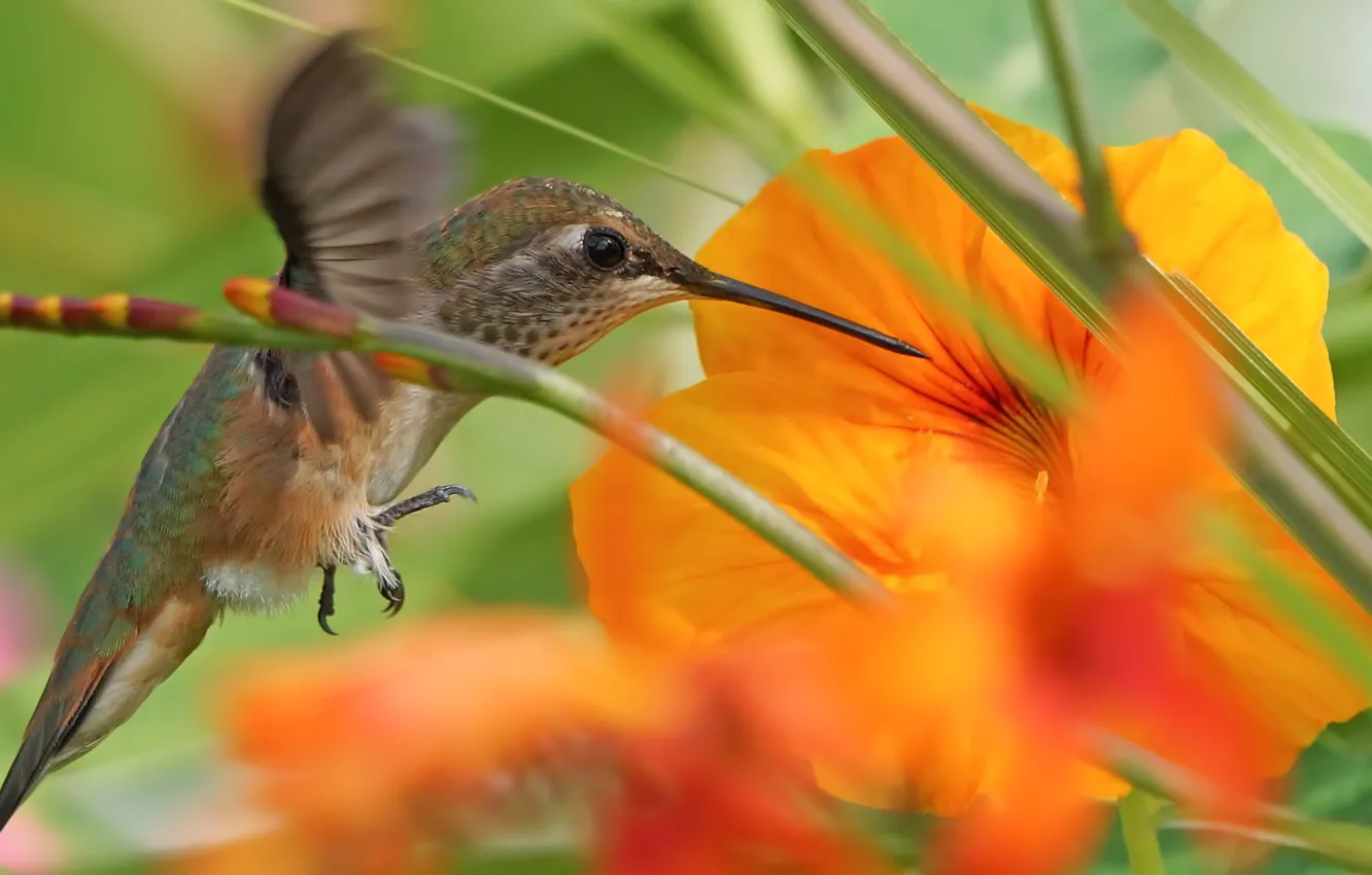 Photo wallpaper flower, grass, nature, Hummingbird, bird