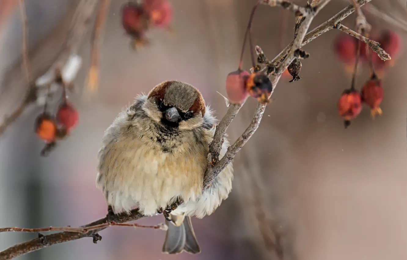 Photo wallpaper winter, branches, nature, berries, bird, Sparrow