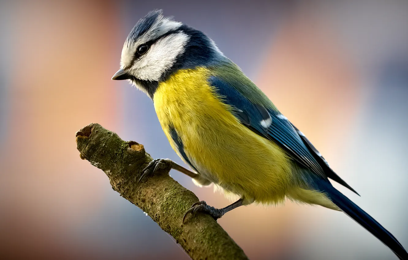 Photo wallpaper branches, bird, titmouse