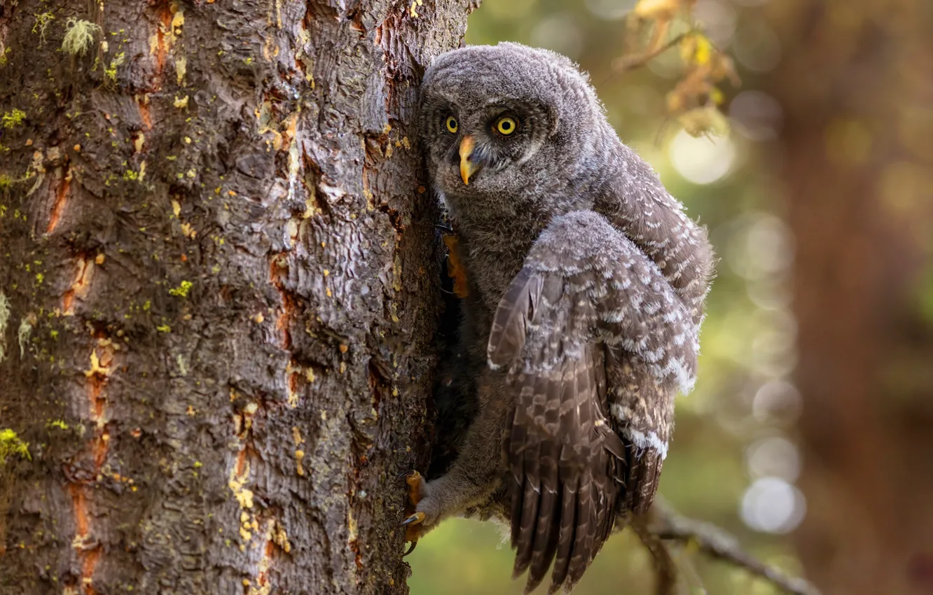 Photo wallpaper autumn, look, leaves, trees, branches, pose, owl, bird