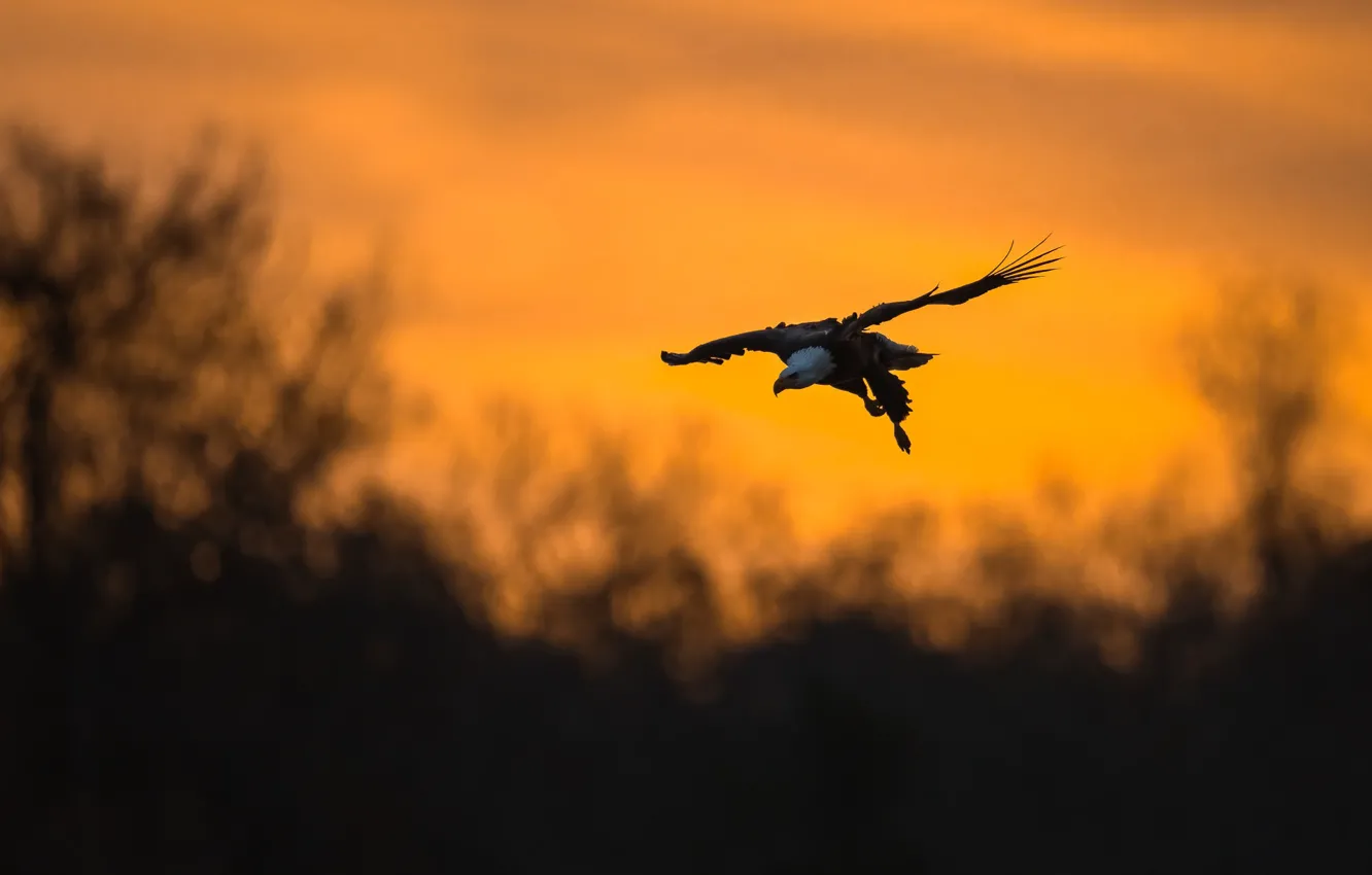 Photo wallpaper flight, sunset, pose, bird, eagle, silhouette, yellow background, bokeh