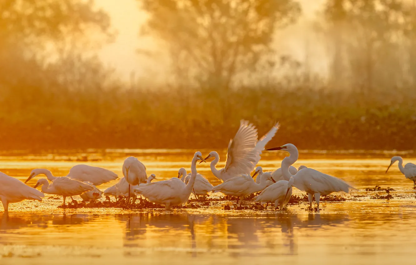 Photo wallpaper light, fog, bird, pack, morning, bathing, white, pond