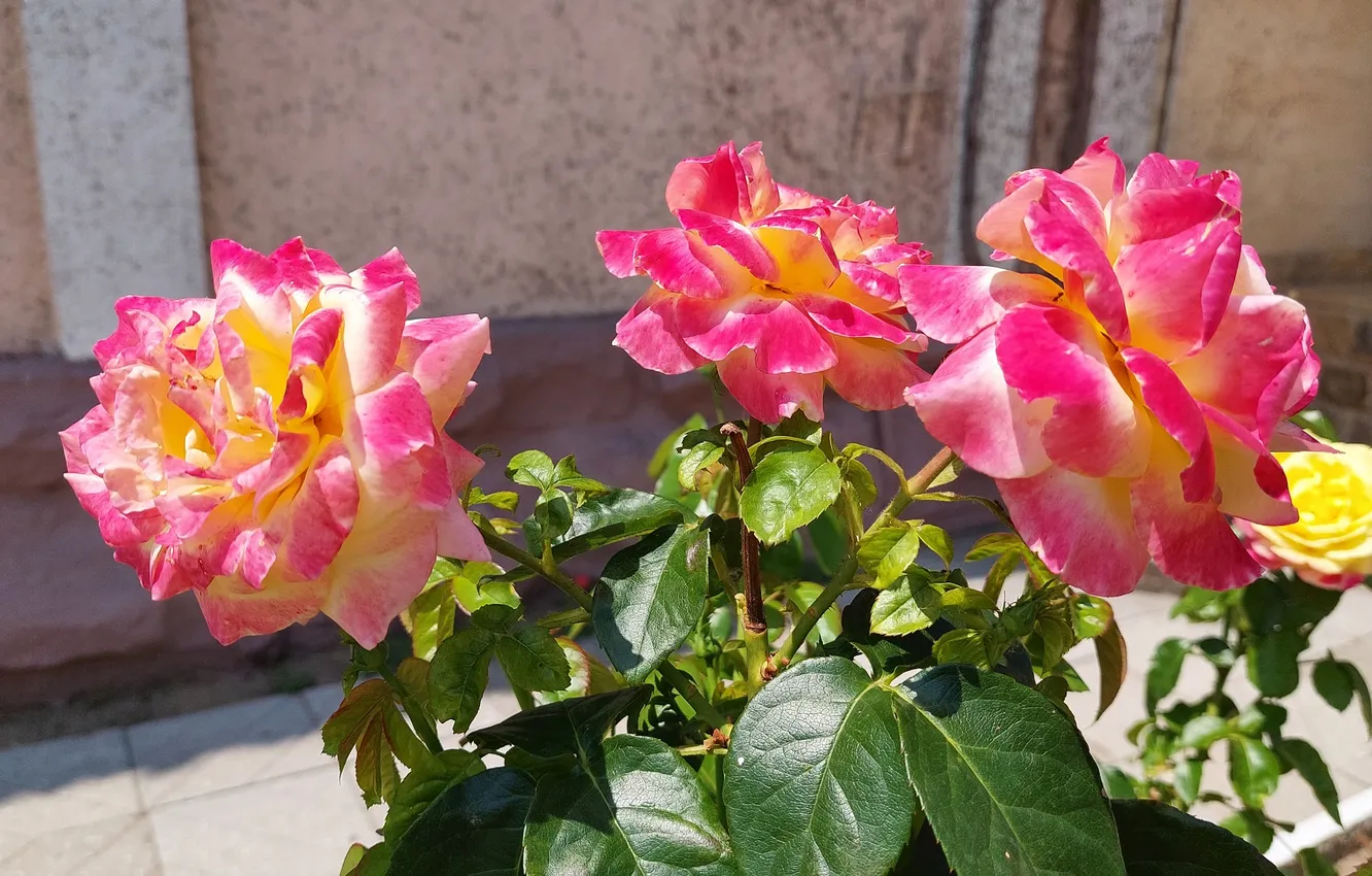 Photo wallpaper roses, trio, the bushes, summer 2024
