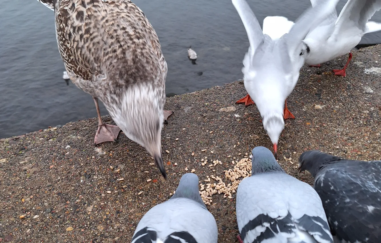Photo wallpaper Pigeons, sunflower seeds, Rybitwa, Gulls