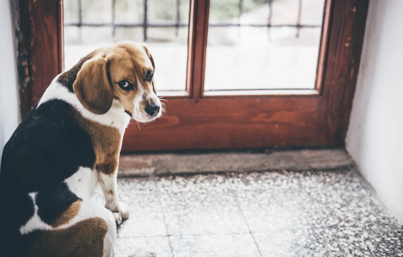 Photo wallpaper each, home, dog