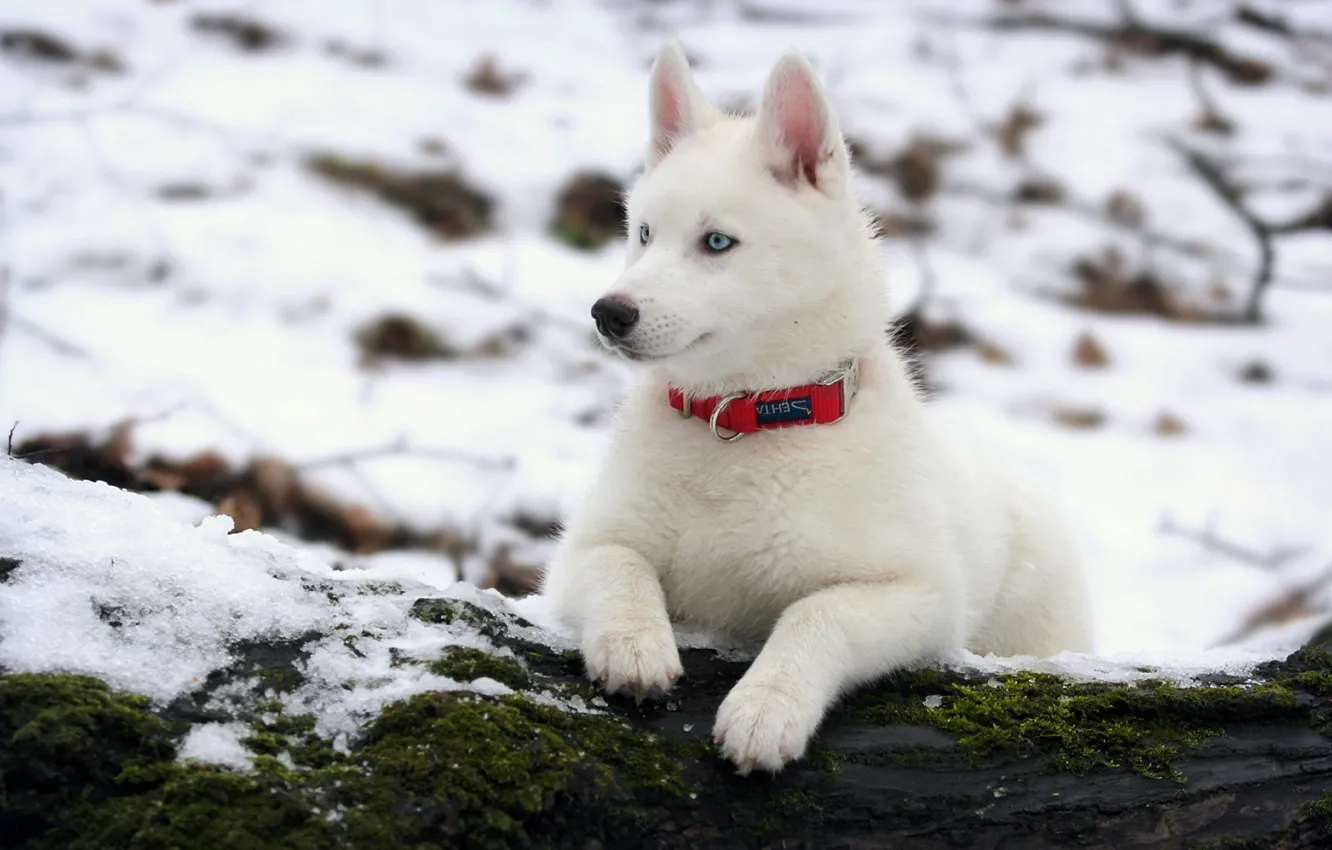 Photo wallpaper winter, dog, husky