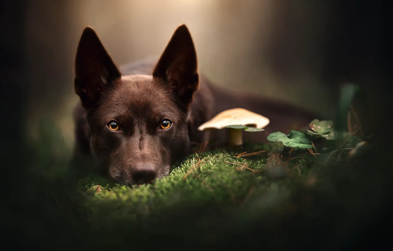 Photo wallpaper look, face, mushrooms, moss, dog, bokeh