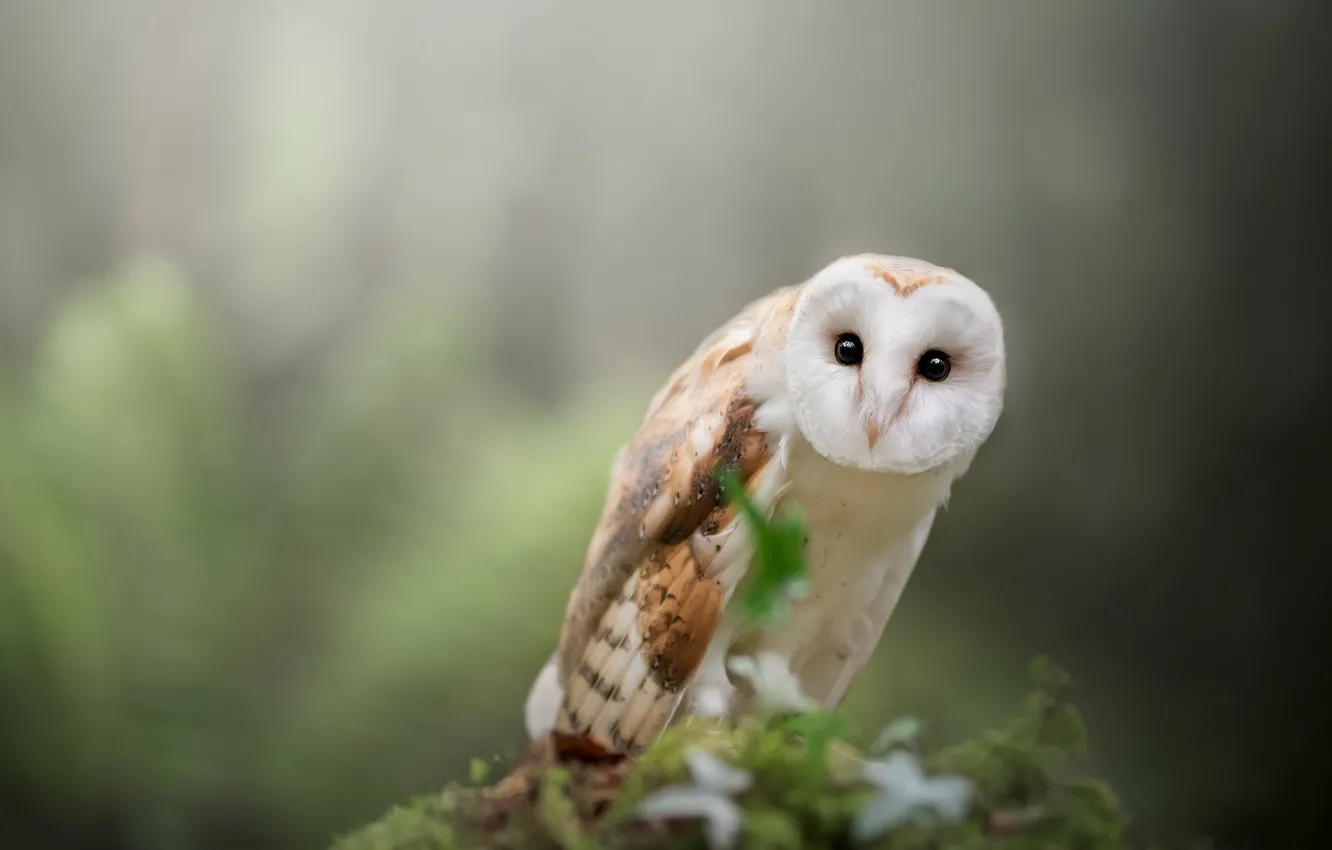 Photo wallpaper look, leaves, nature, pose, background, owl, bird, fern