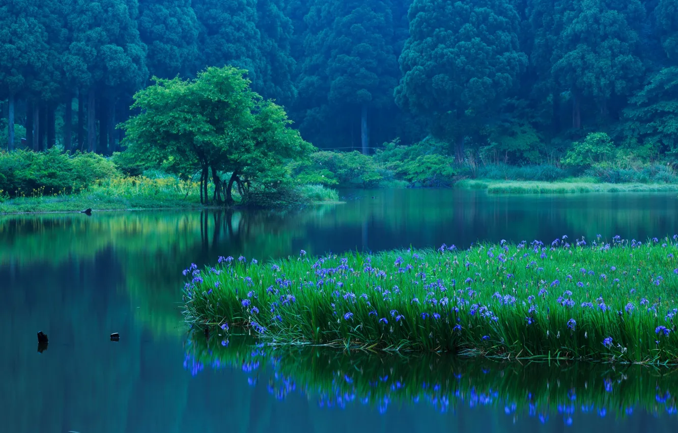 Photo wallpaper forest, trees, flowers, lake, reflection, Japan, Japan, irises