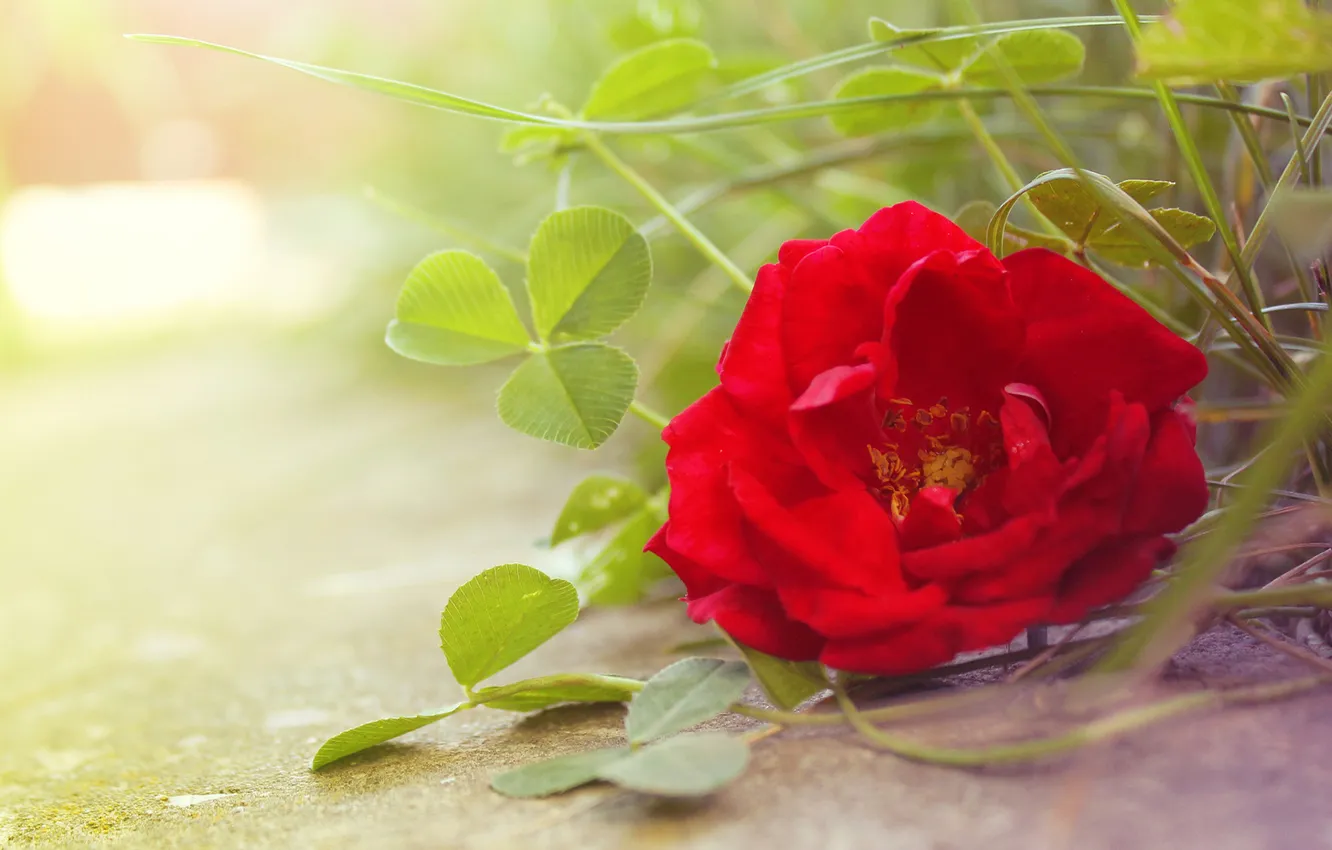 Photo wallpaper grass, flowers, roses, bokeh