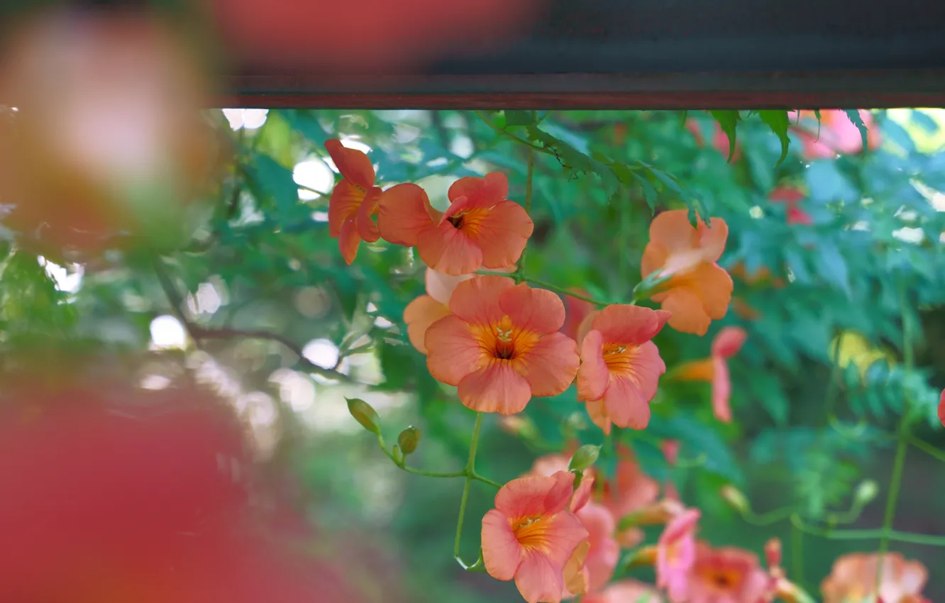 Photo wallpaper roof, leaves, flowers, orange, blur, garden, stem, bokeh