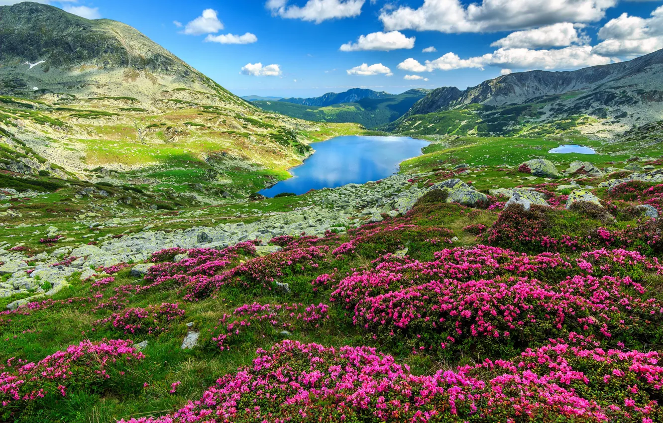 Photo wallpaper flowers, mountains, lake, spring, the bushes, rhododendrons