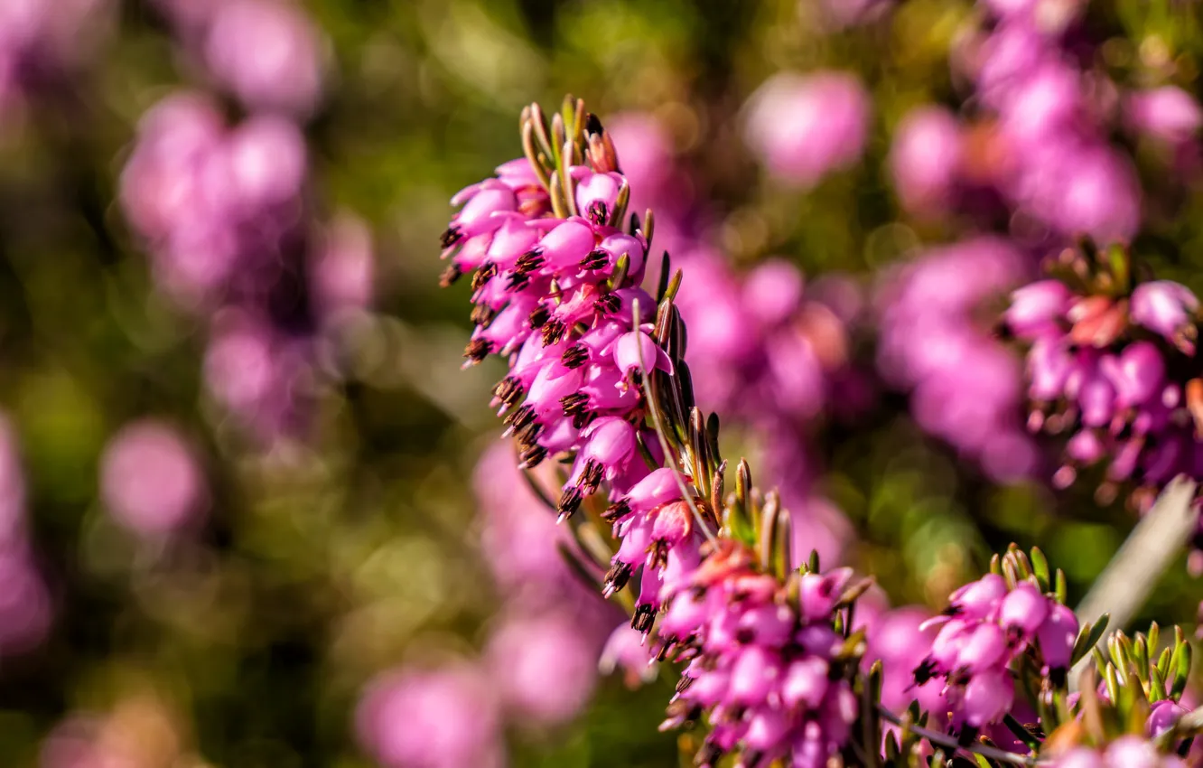 Photo wallpaper flowers, glade, spring, pink, bokeh, versek