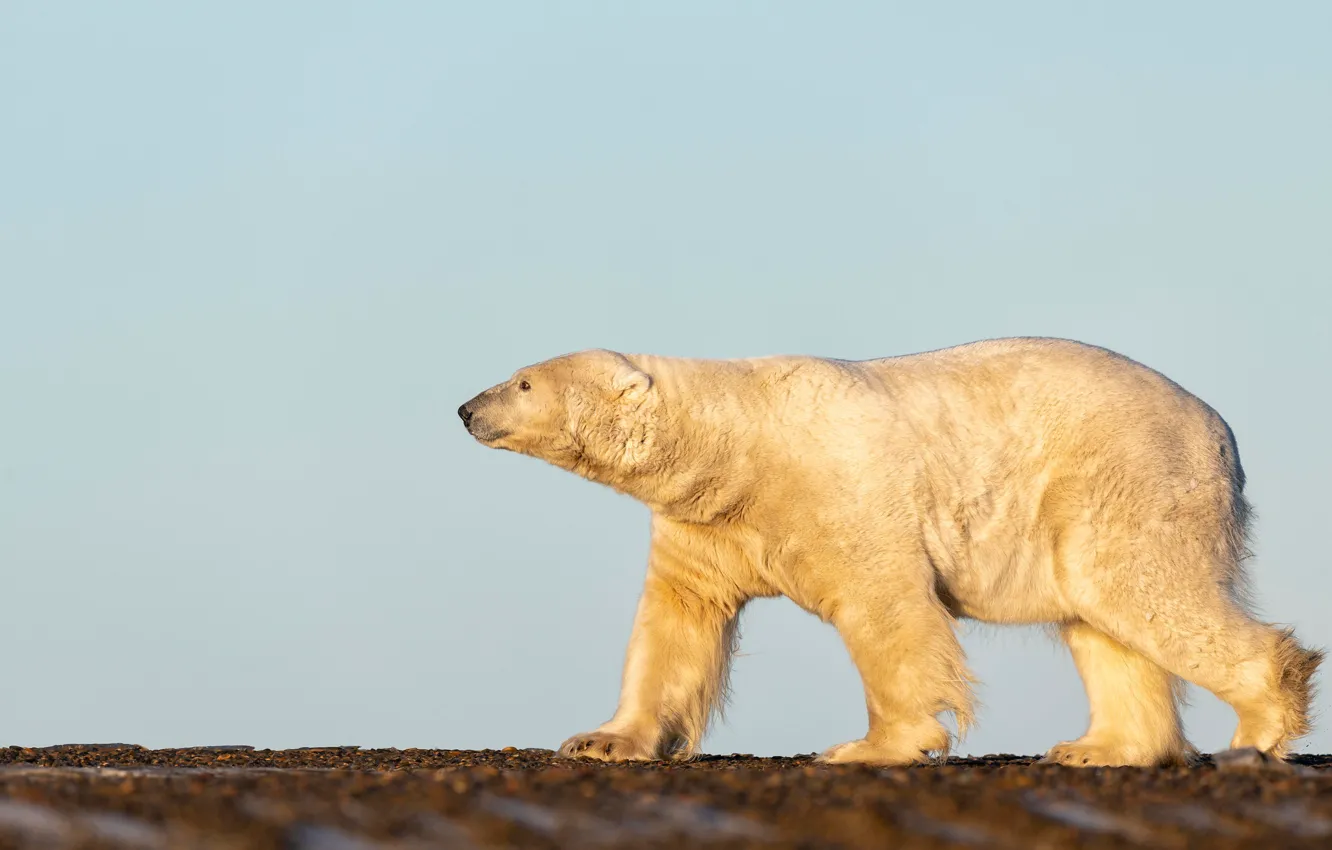Photo wallpaper white, the sky, nature, pose, background, bear, bear, profile