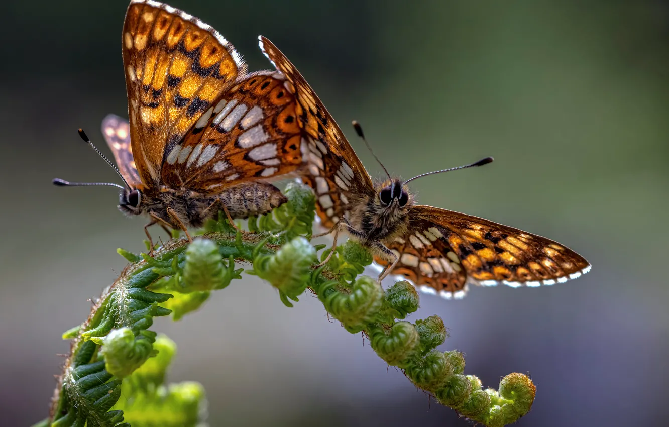 Photo wallpaper butterfly, a couple, lucina