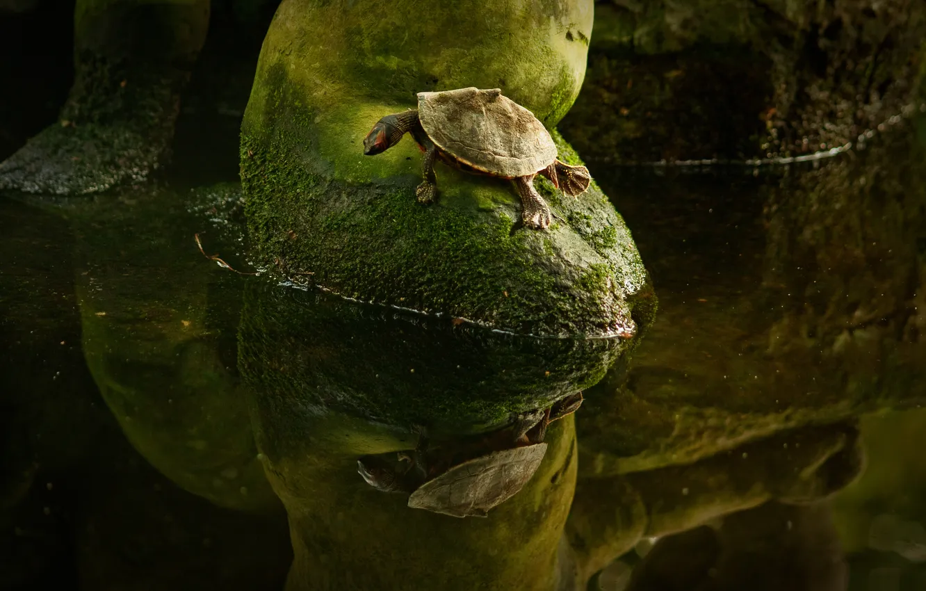 Photo wallpaper water, reflection, moss, turtle, the situation, mirror, forest, lake