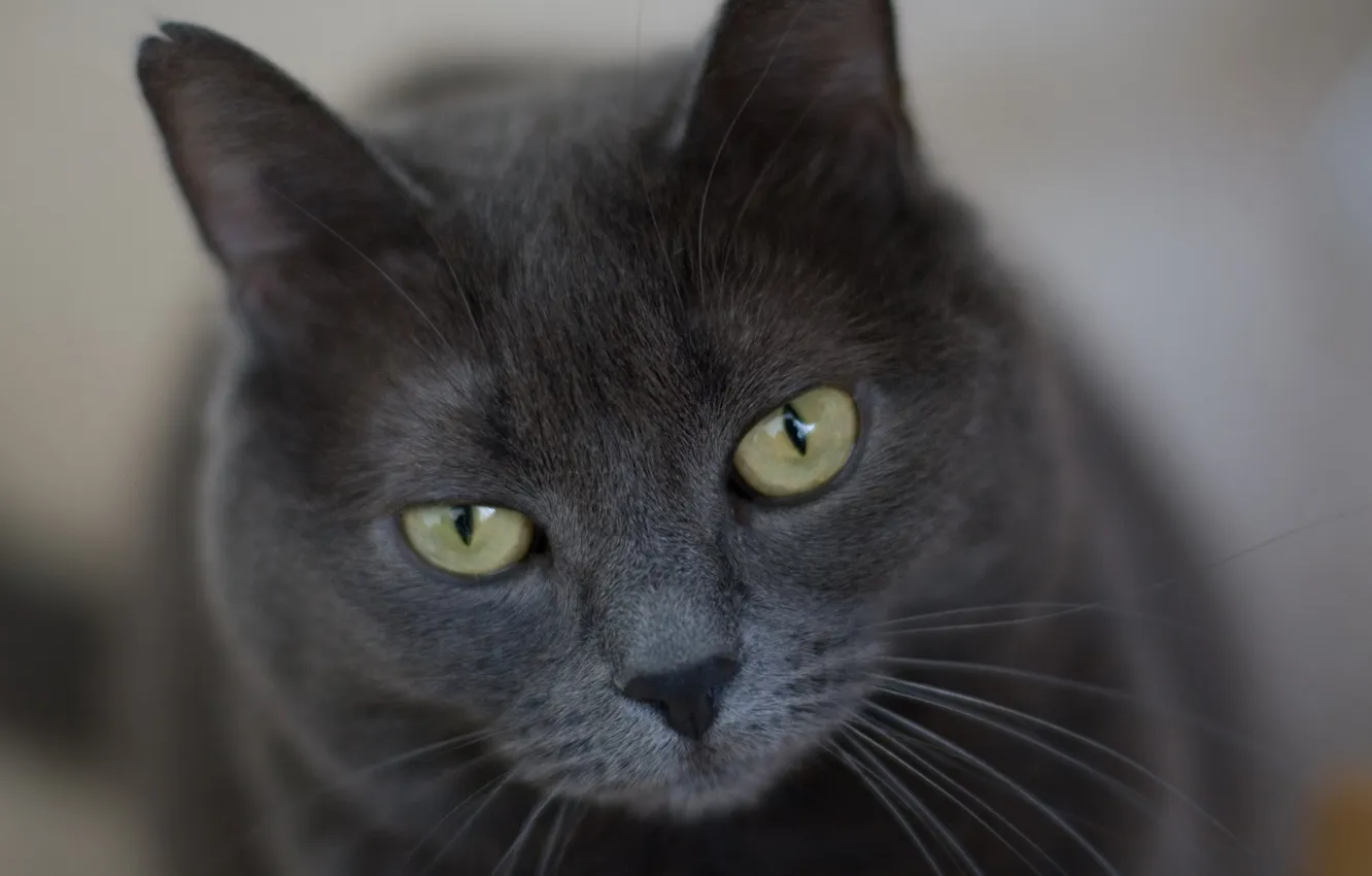 Photo wallpaper cat, grey, strict