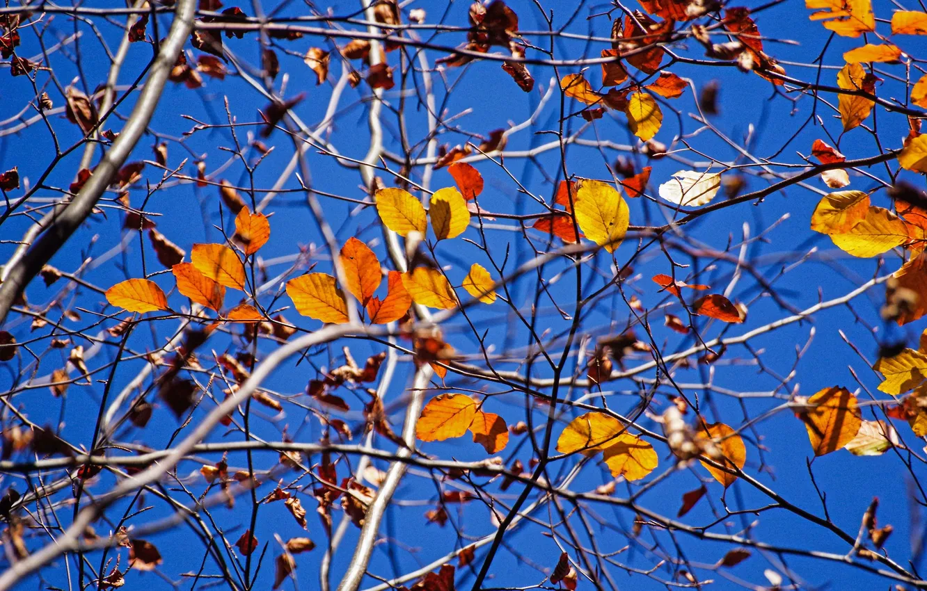 Photo wallpaper autumn, the sky, leaves, branches