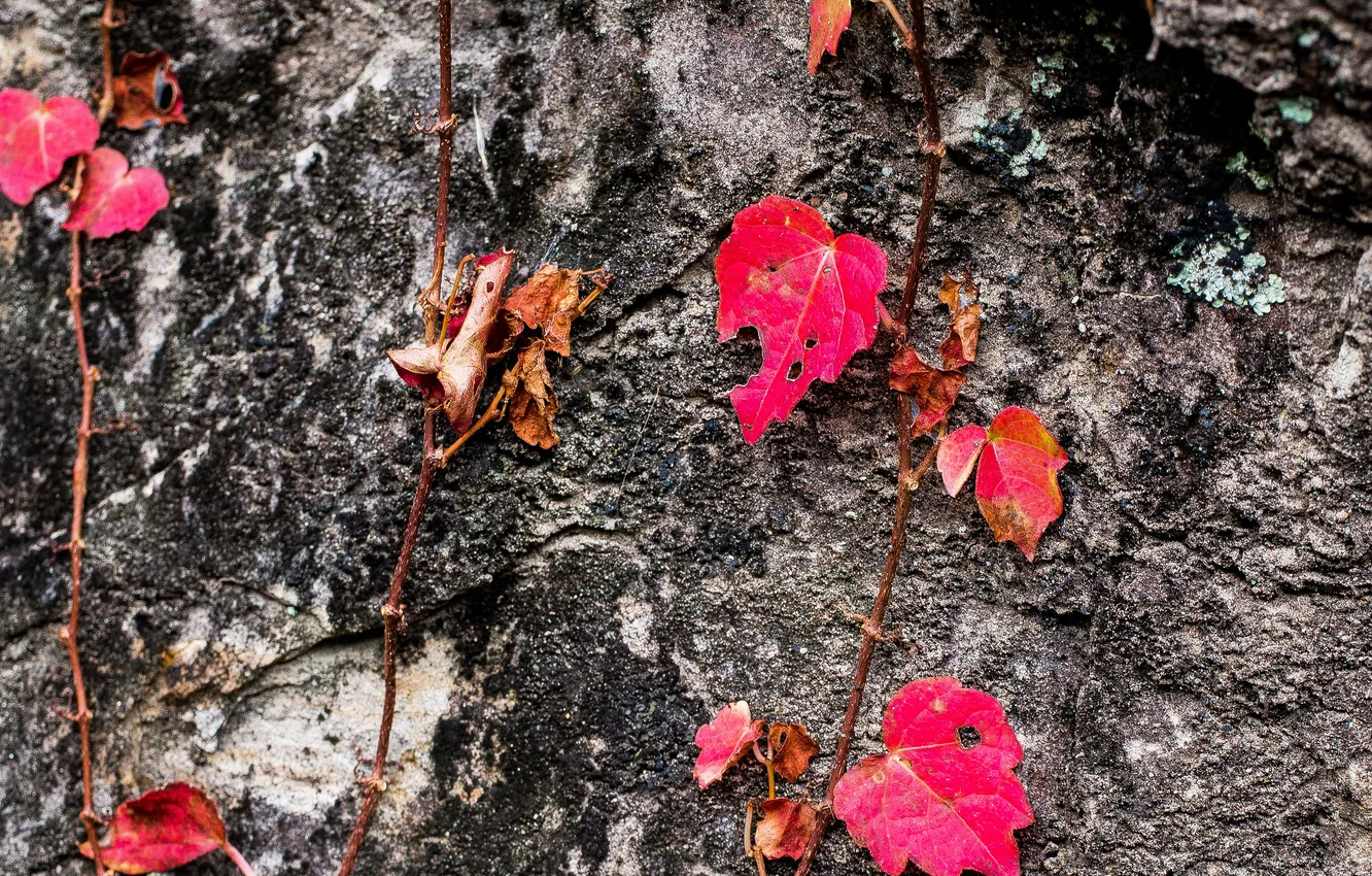 Photo wallpaper autumn, leaves, tree, plant, texture