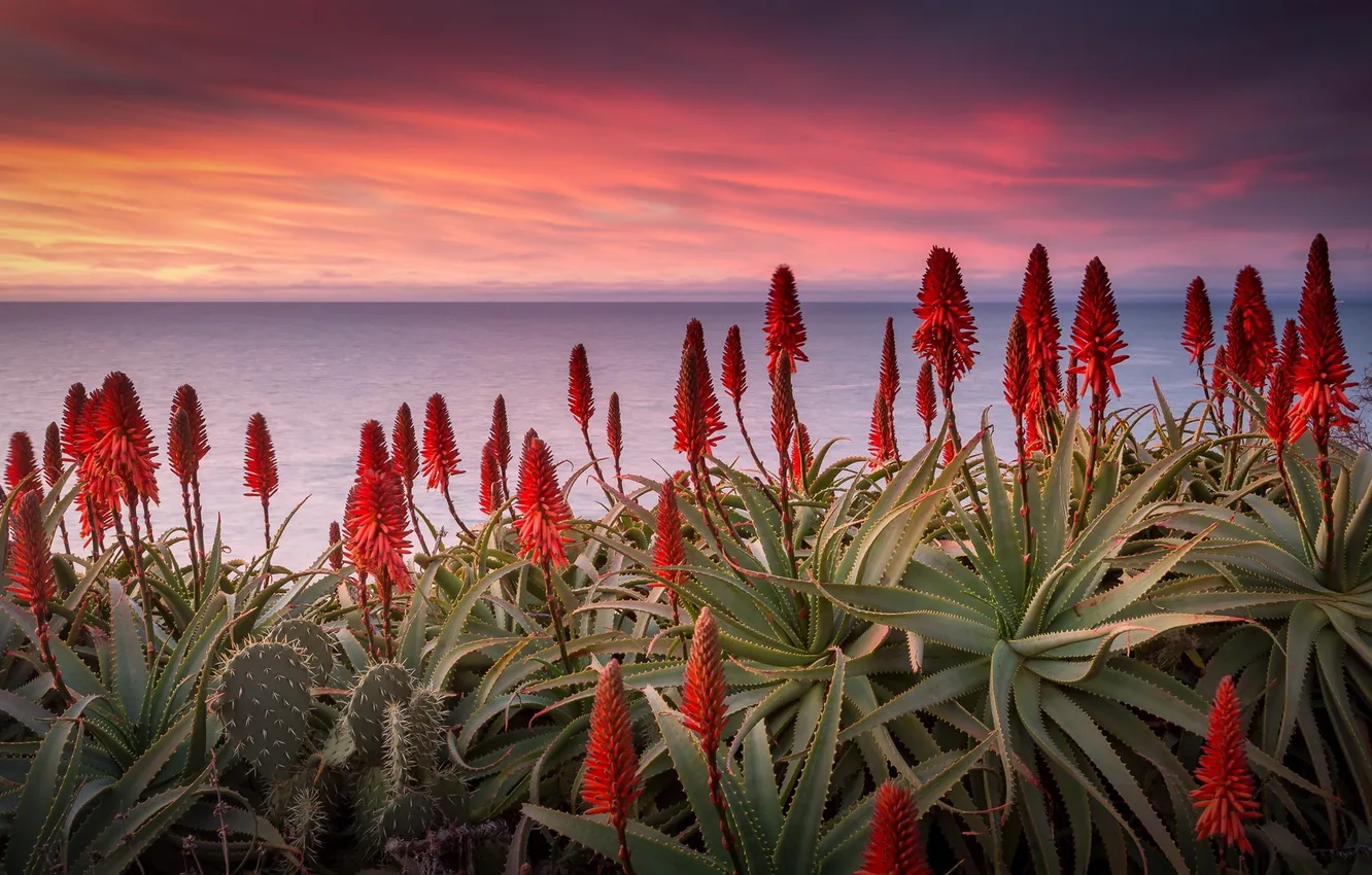 Photo wallpaper sea, sunset, flowers
