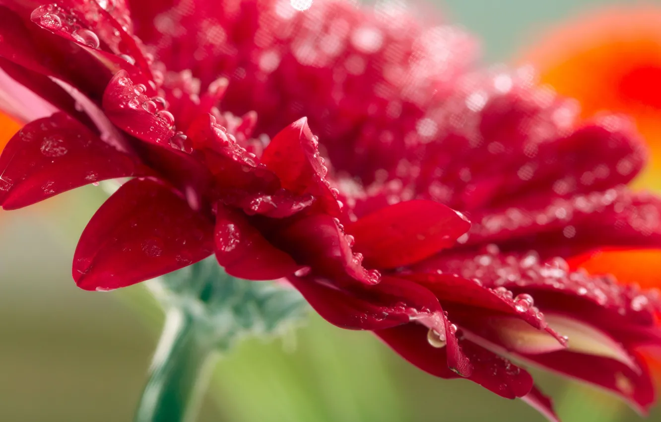Photo wallpaper flower, water, drops, macro, red