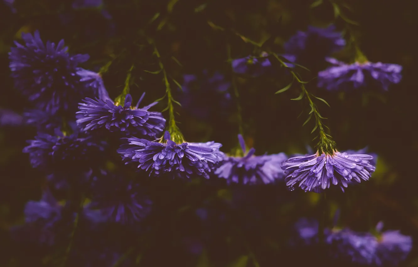 Photo wallpaper flowers, petals, purple