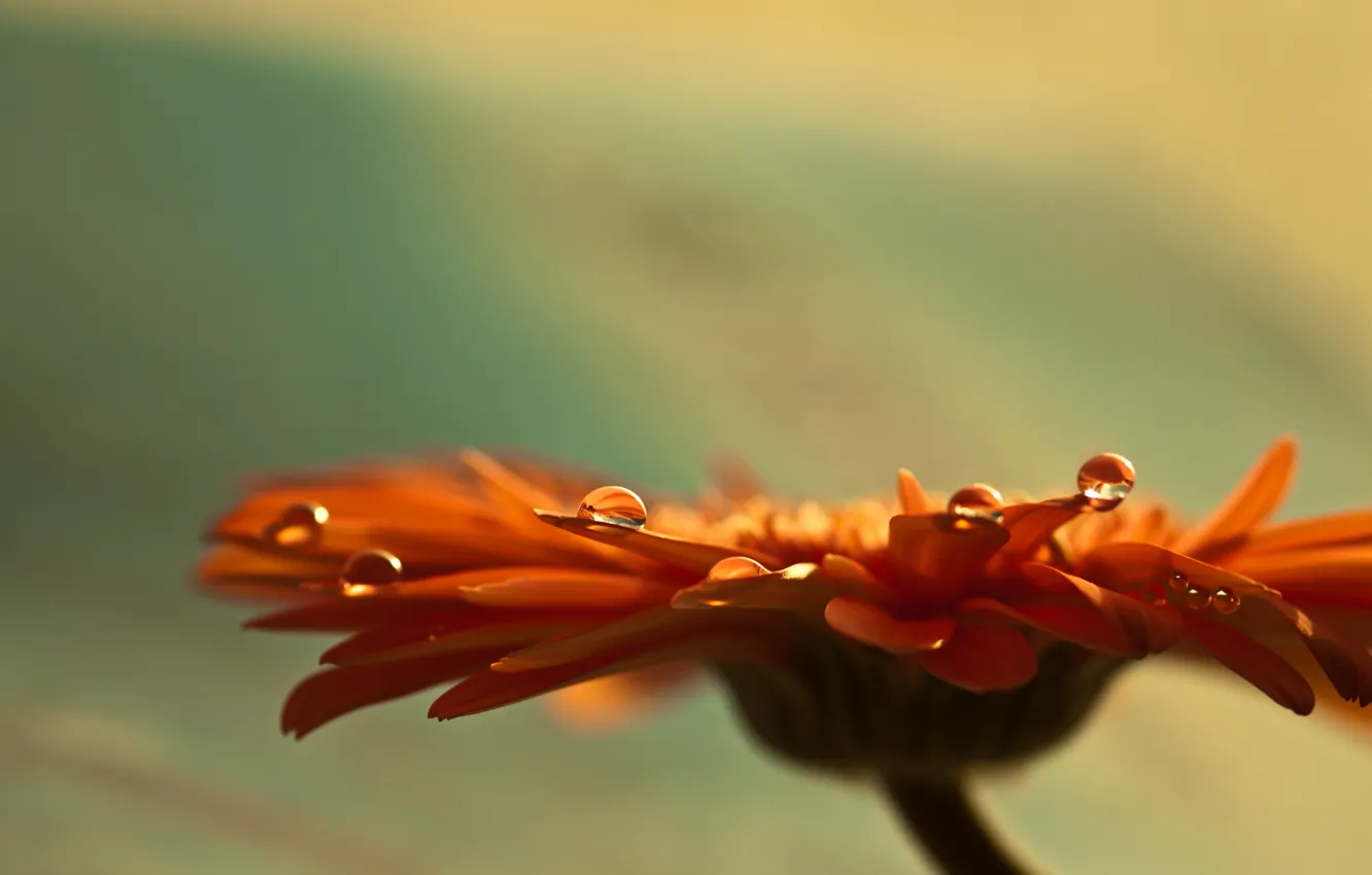Photo wallpaper water, drops, macro, flowers, focus, petals, stem, Bud