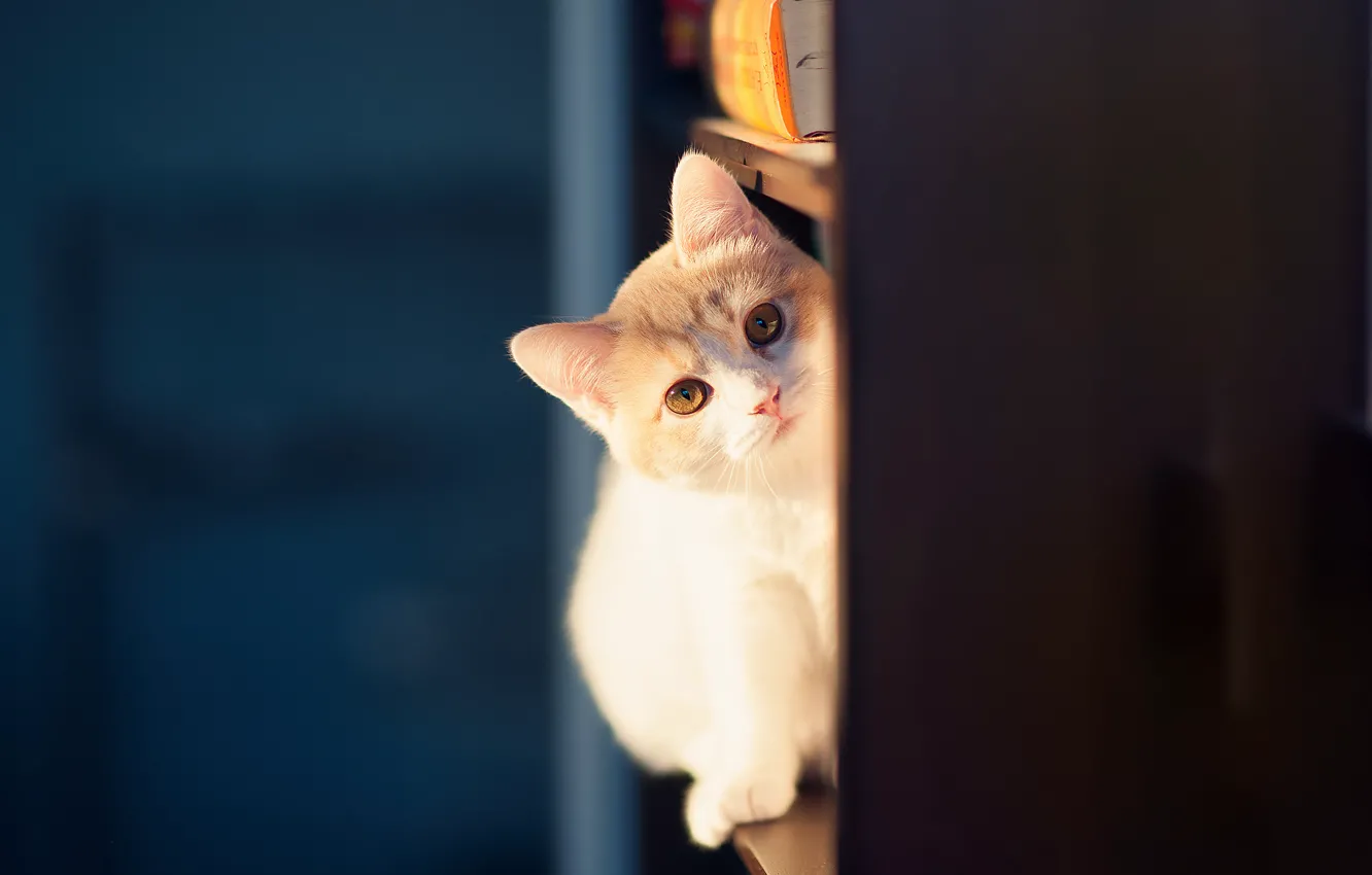 Photo wallpaper kitty, © Ben Torode, Hannah