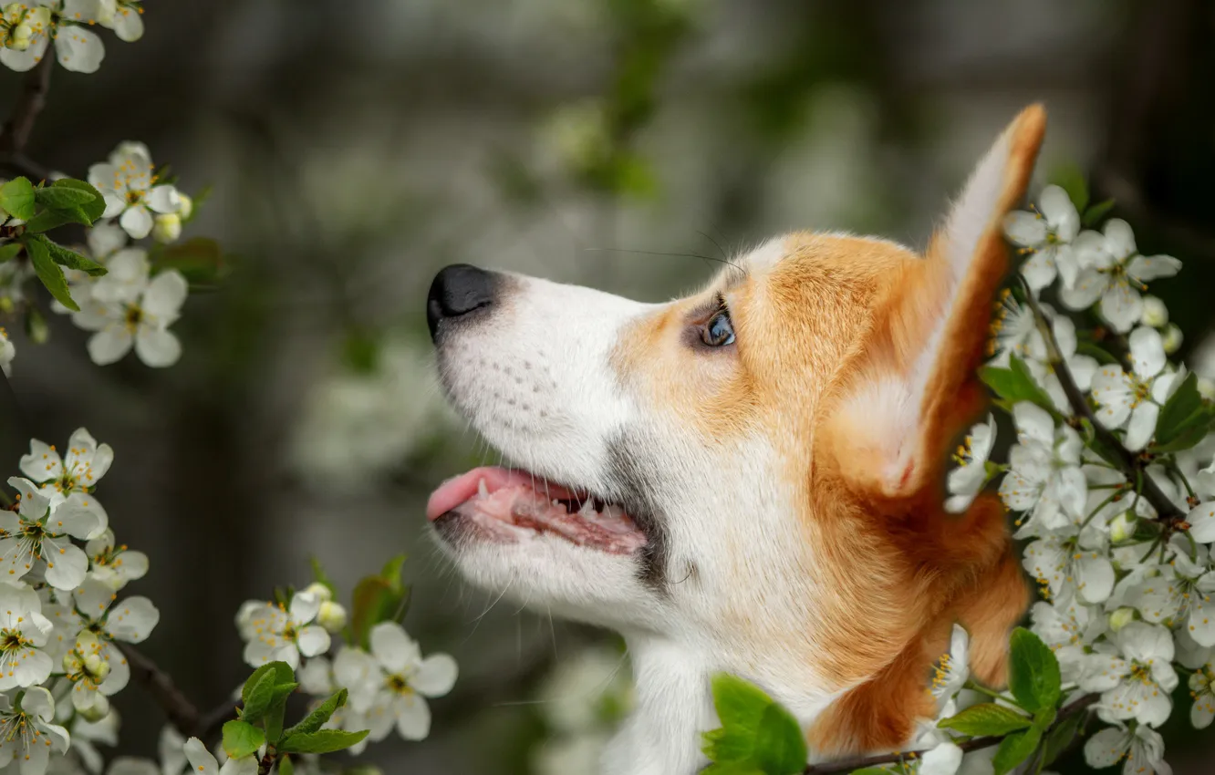 Photo wallpaper branches, dog, profile, face, flowering, flowers, Welsh Corgi, Julia Zubkova