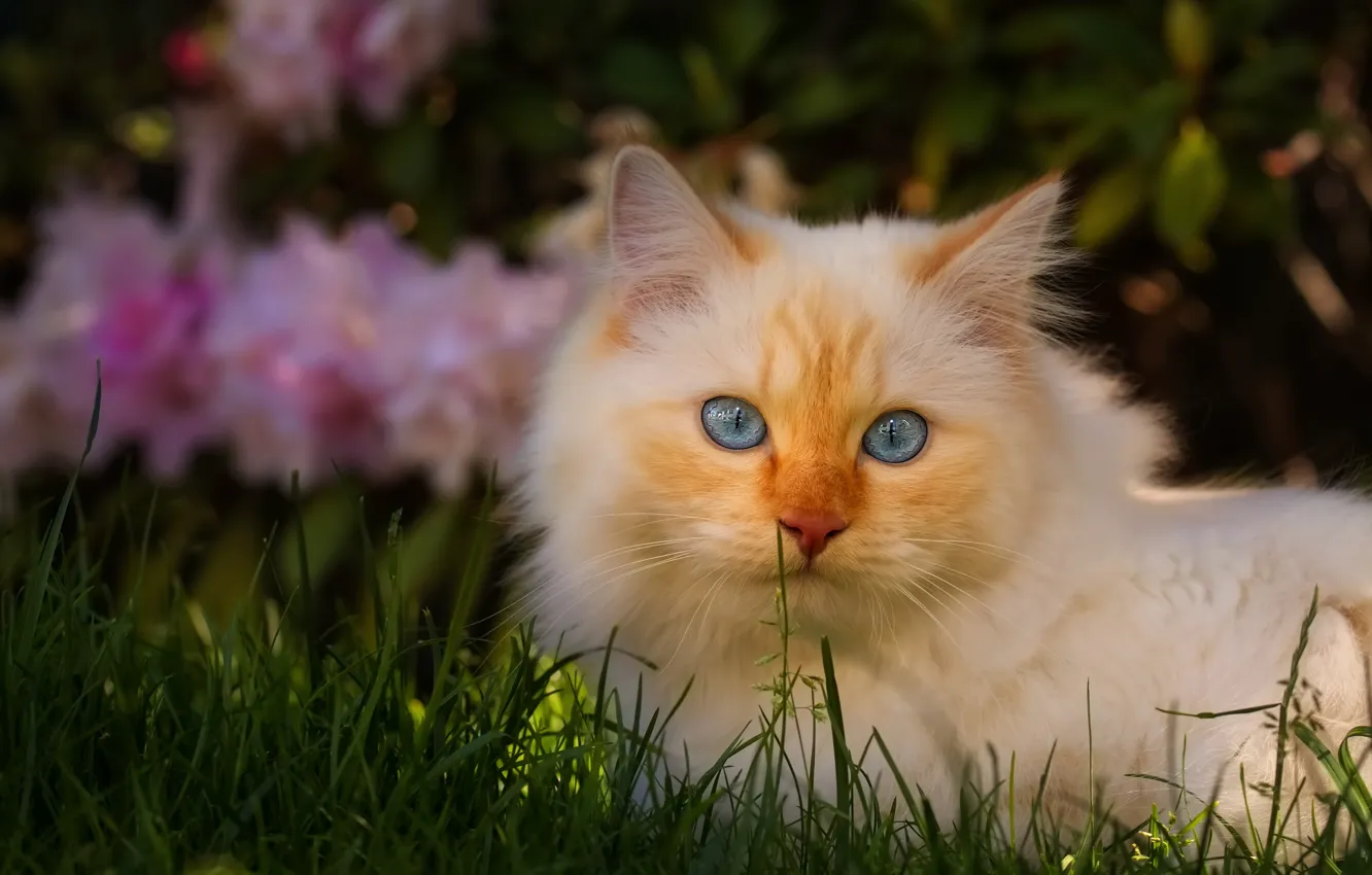 Photo wallpaper cat, white, grass, cat, look, face, light, flowers