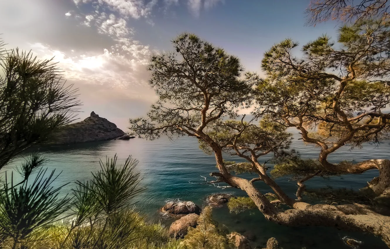 Photo wallpaper sea, landscape, branches, nature, stones, tree, rocks, shore