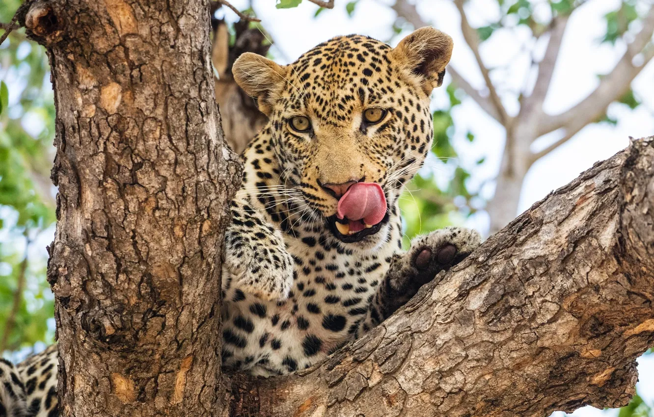 Photo wallpaper language, face, predator, leopard, Africa, wild cat, licked