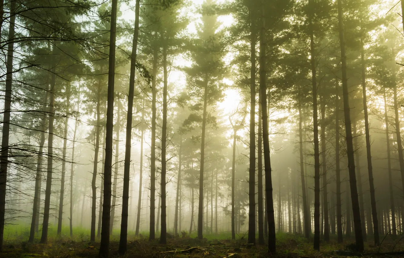 Photo wallpaper forest, light, trees, branches, nature, fog