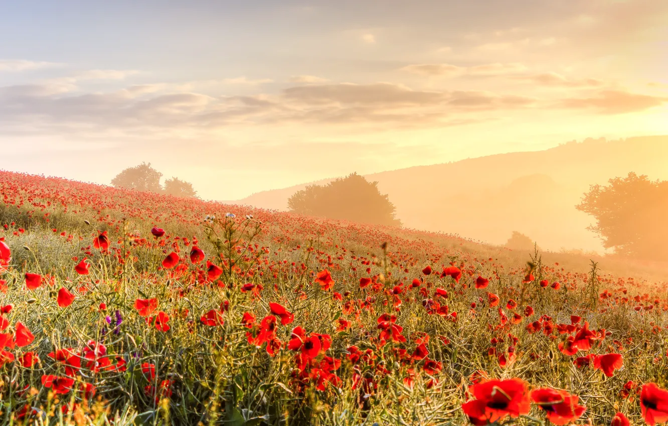 Photo wallpaper flowers, fog, Maki, poppy field