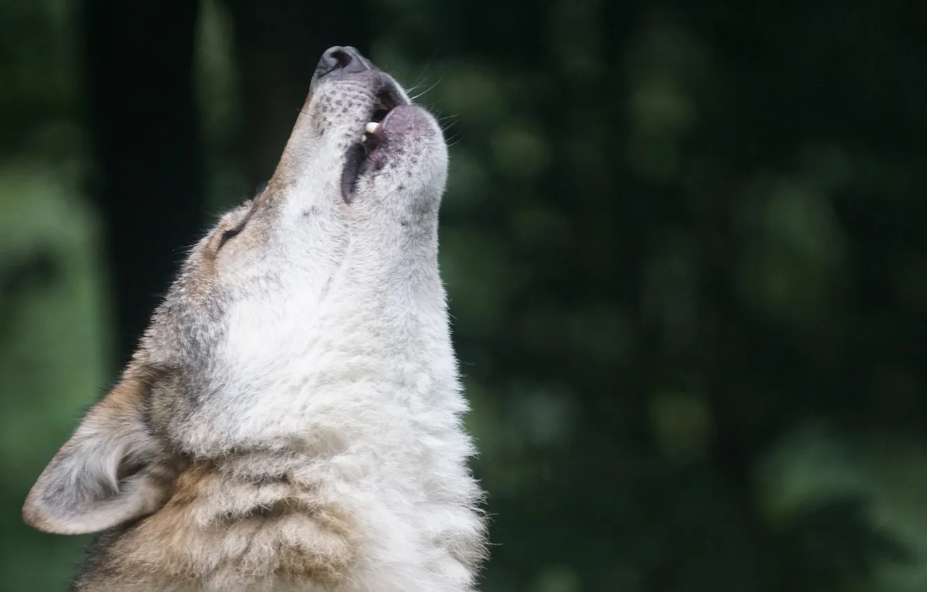 Photo wallpaper fantasy, nature, art, snow, predator, face, animal, wolf