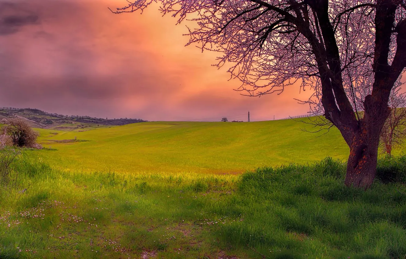 Photo wallpaper the sky, grass, clouds, trees, nature, hills, glow
