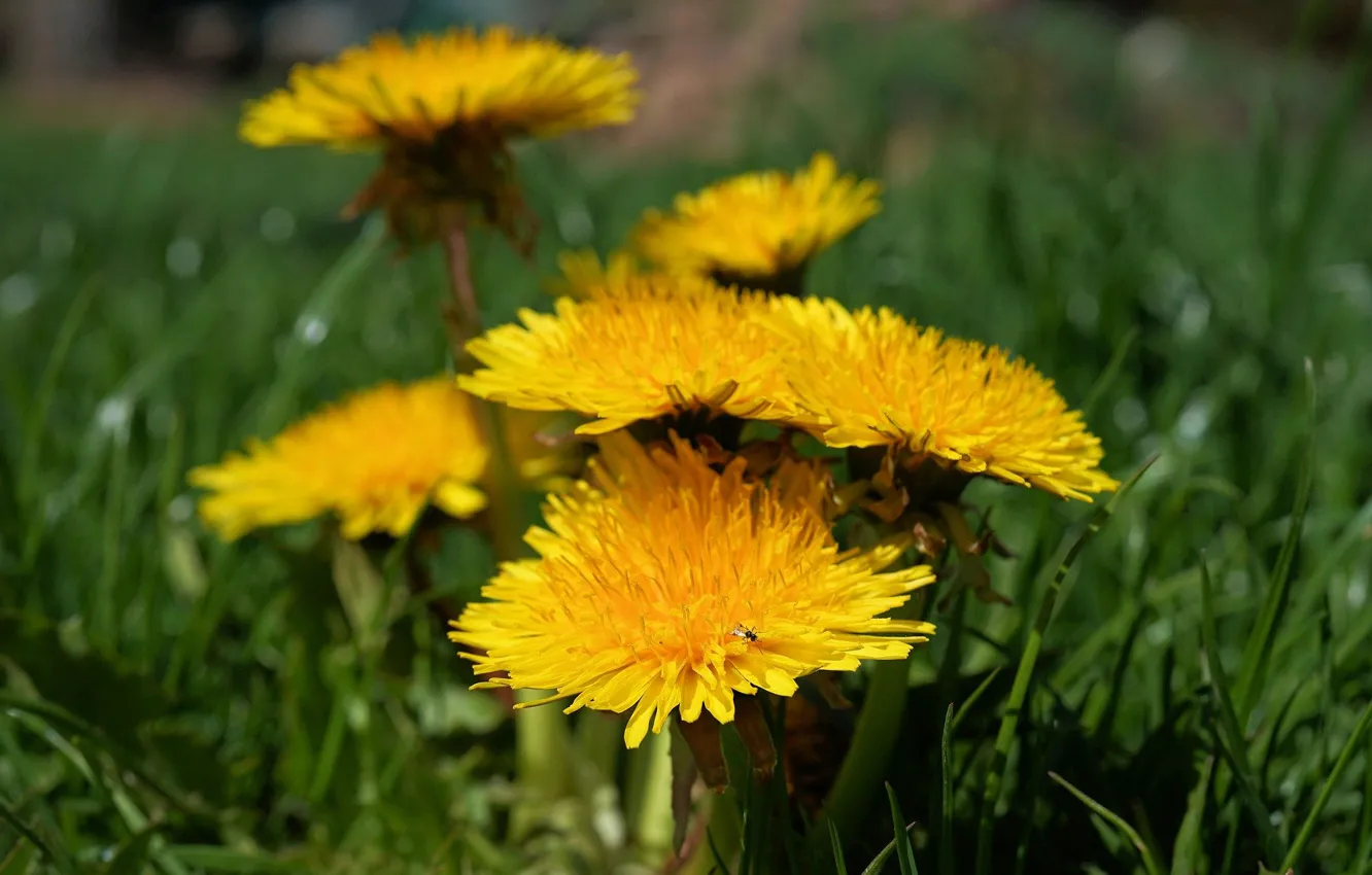 Photo wallpaper field, flowers, yellow, dandelion, spring, meadow