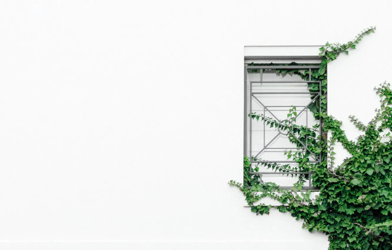 Photo wallpaper greens, leaves, wall, minimalism, texture, window, grille, eel
